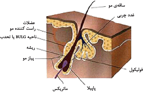 لیزر موهای زائد