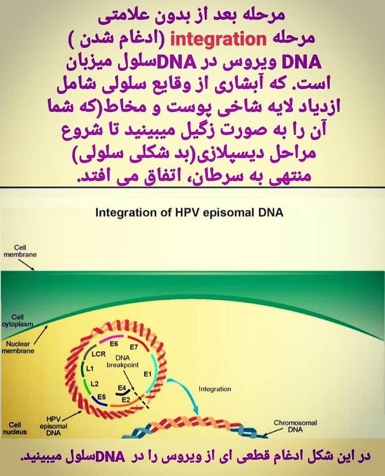 آیا زگیلهای تناسلی سرطانی می شوند؟